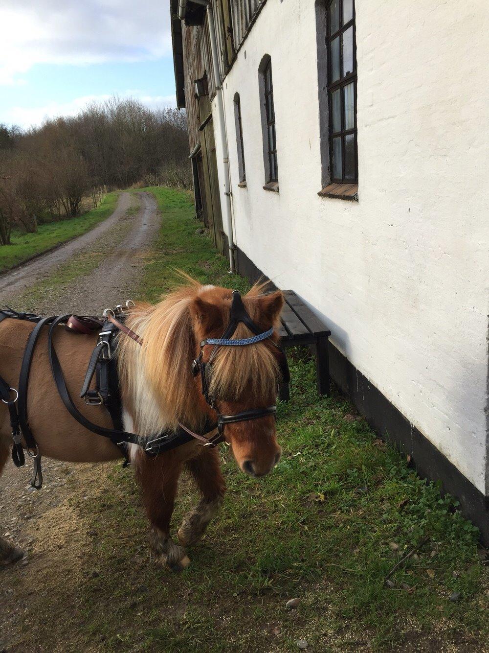 Dansk Miniature Egehøj's Playmate billede 6