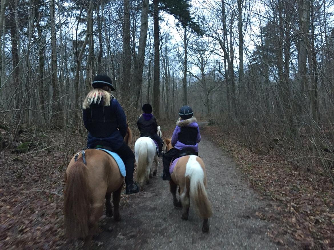 Dansk Miniature Egehøj's Playmate billede 9