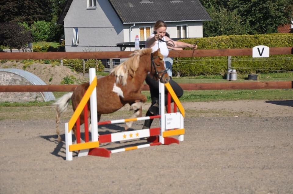 Dansk Miniature Egehøj's Playmate billede 11