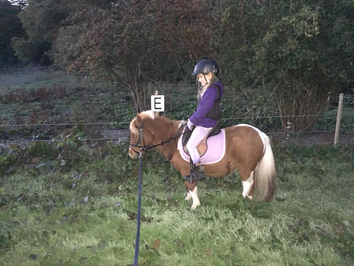 Dansk Miniature Egehøj's Playmate billede 10