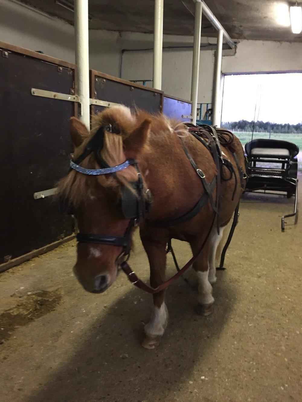 Dansk Miniature Egehøj's Playmate billede 12