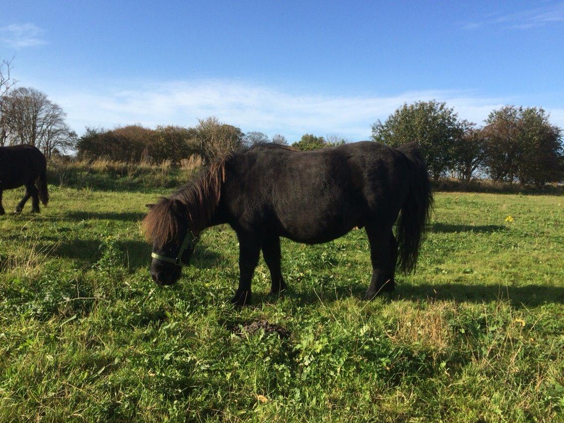 Shetlænder Star billede 6