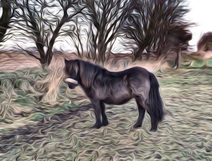 Shetlænder Sønderskovs fresia (tidl. hest) billede 9