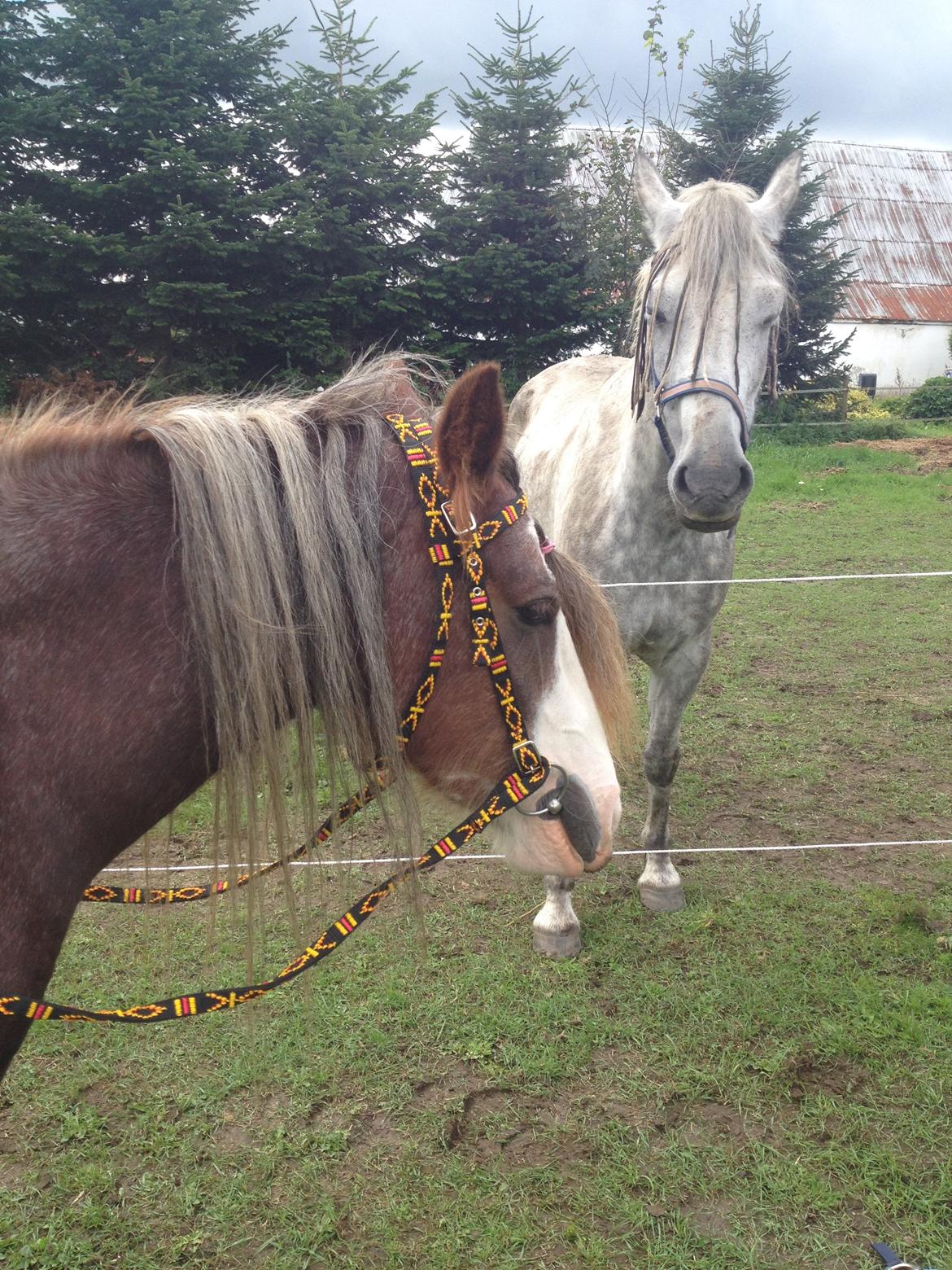 Irish Cob Tine's goldy billede 9