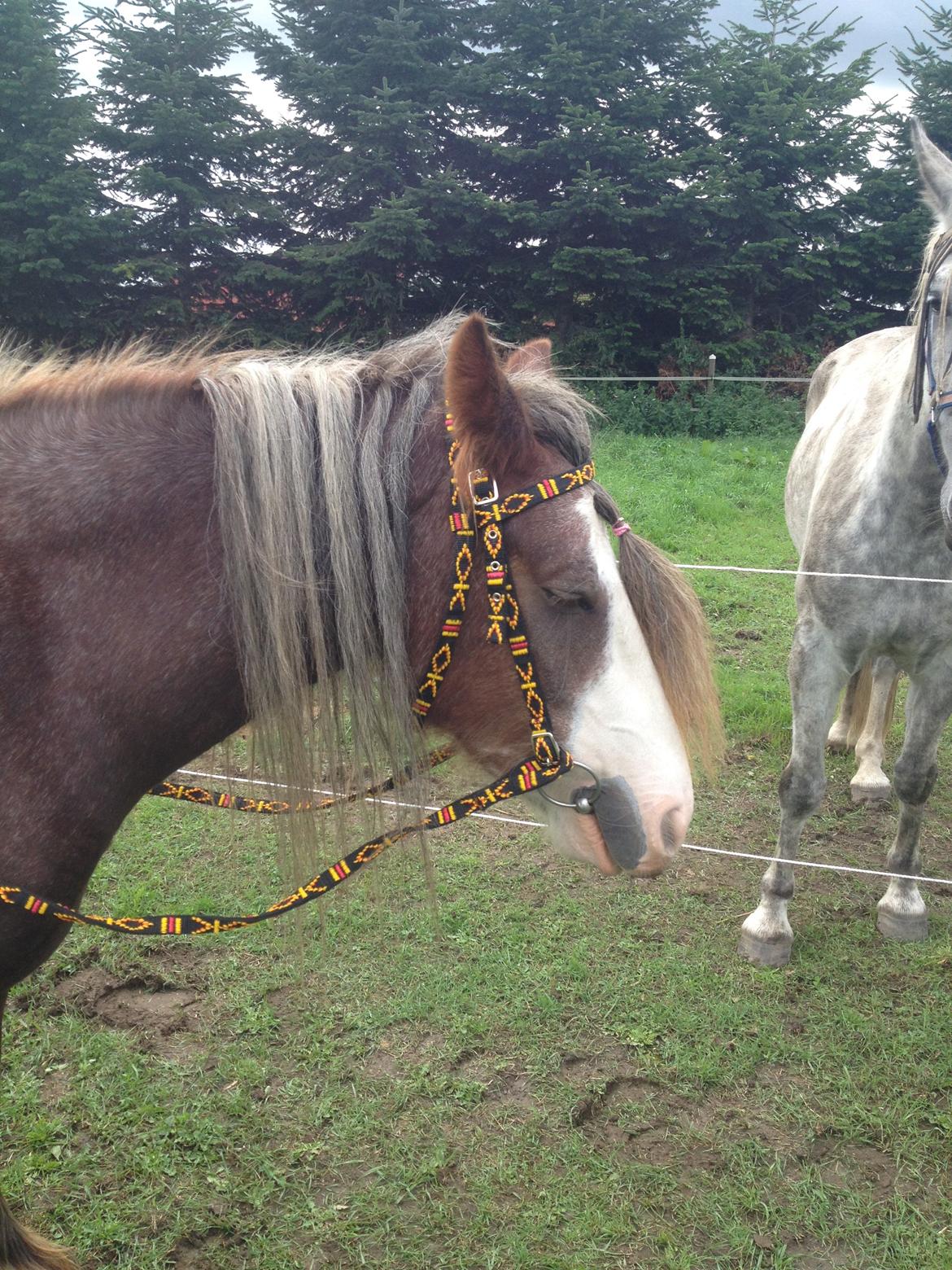 Irish Cob Tine's goldy billede 10