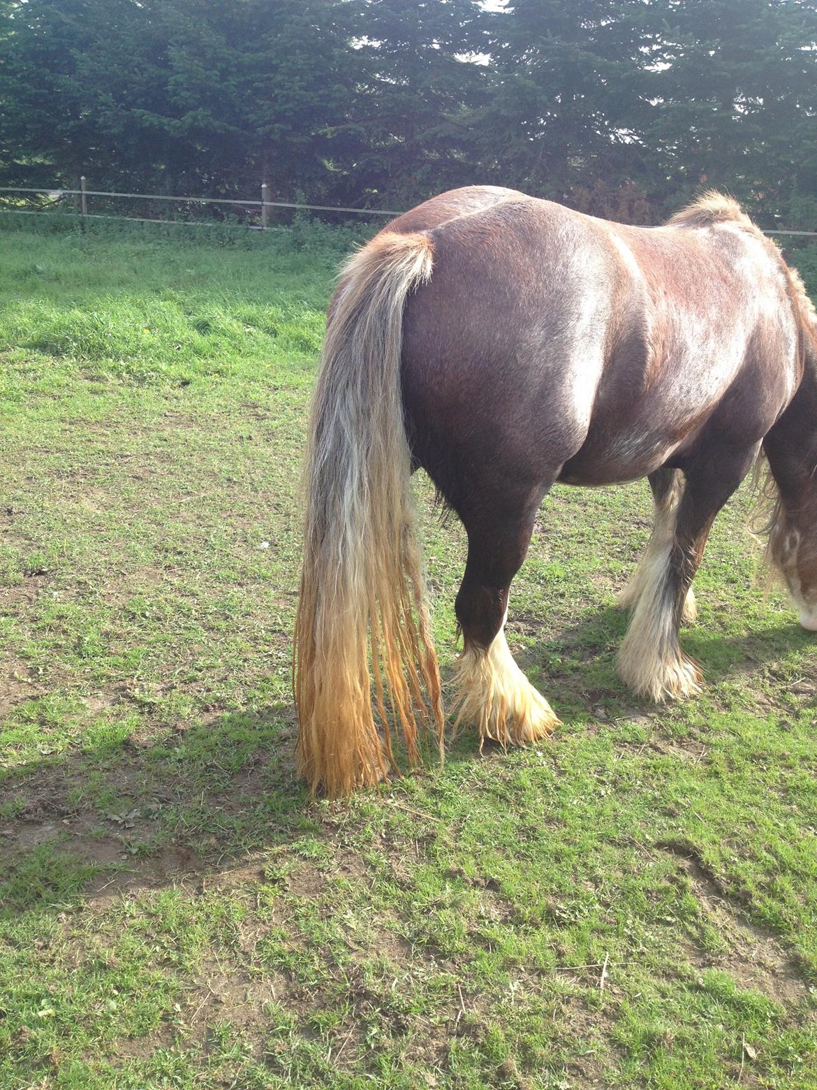 Irish Cob Tine's goldy billede 12