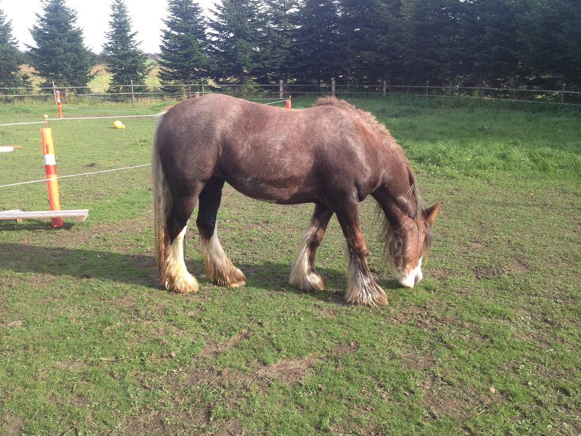 Irish Cob Tine's goldy billede 11