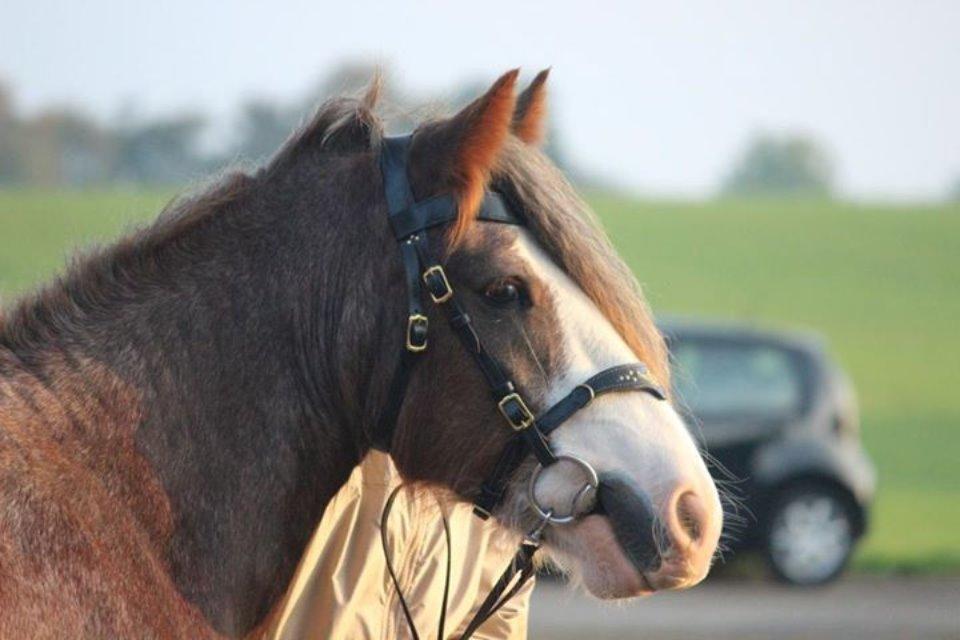 Irish Cob Tine's goldy billede 16