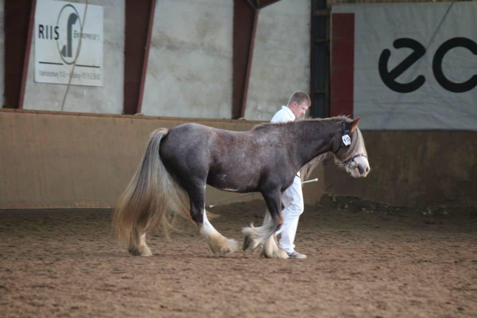 Irish Cob Tine's goldy billede 17