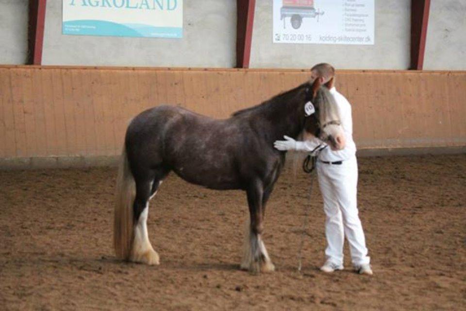 Irish Cob Tine's goldy billede 19