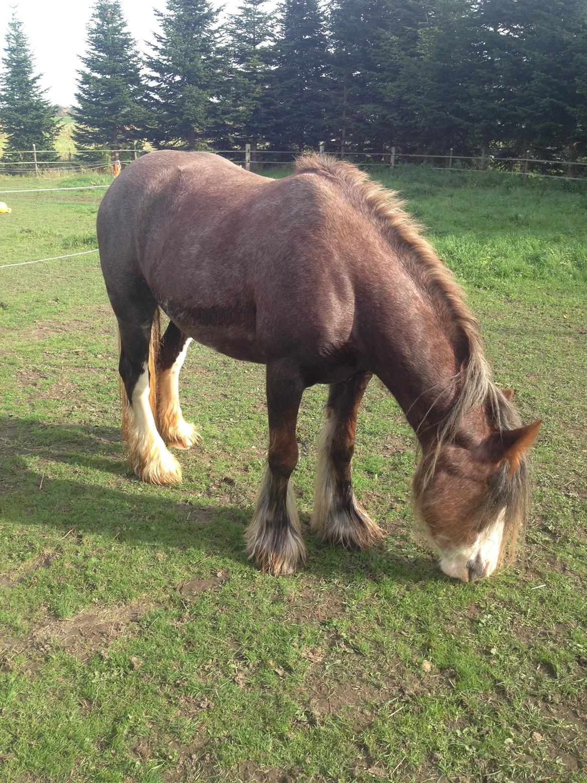 Irish Cob Tine's goldy billede 13