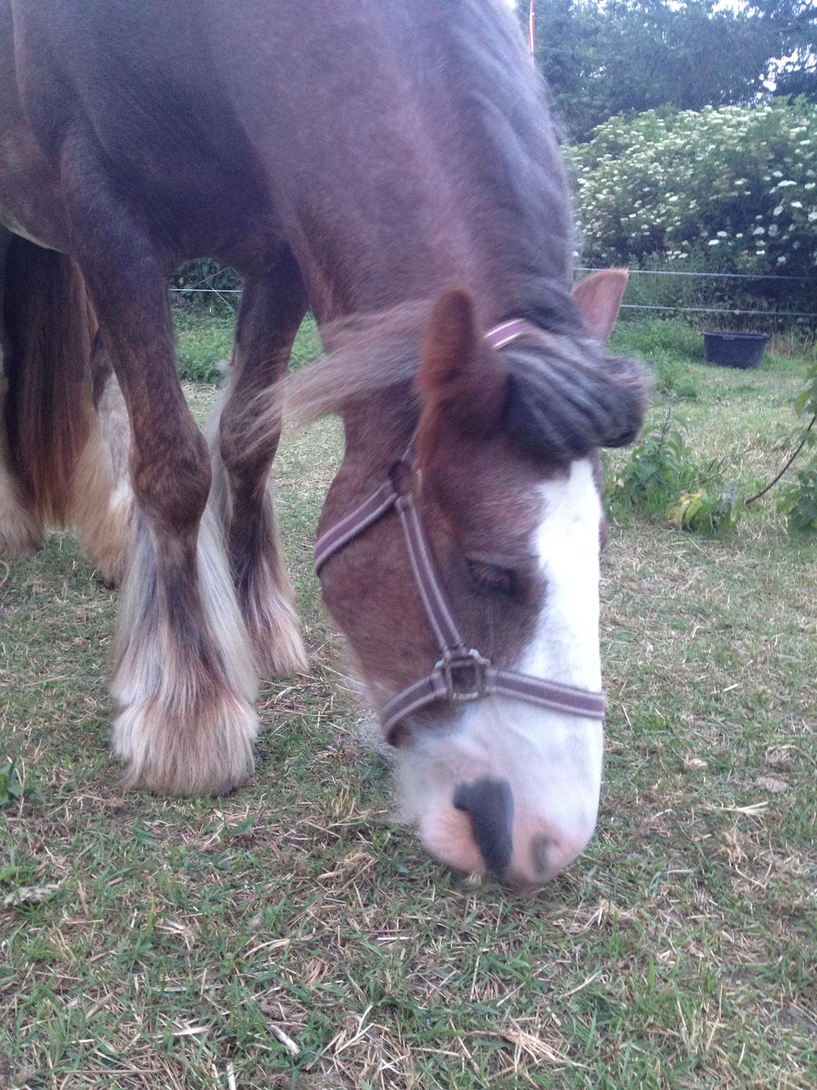 Irish Cob Tine's goldy billede 20