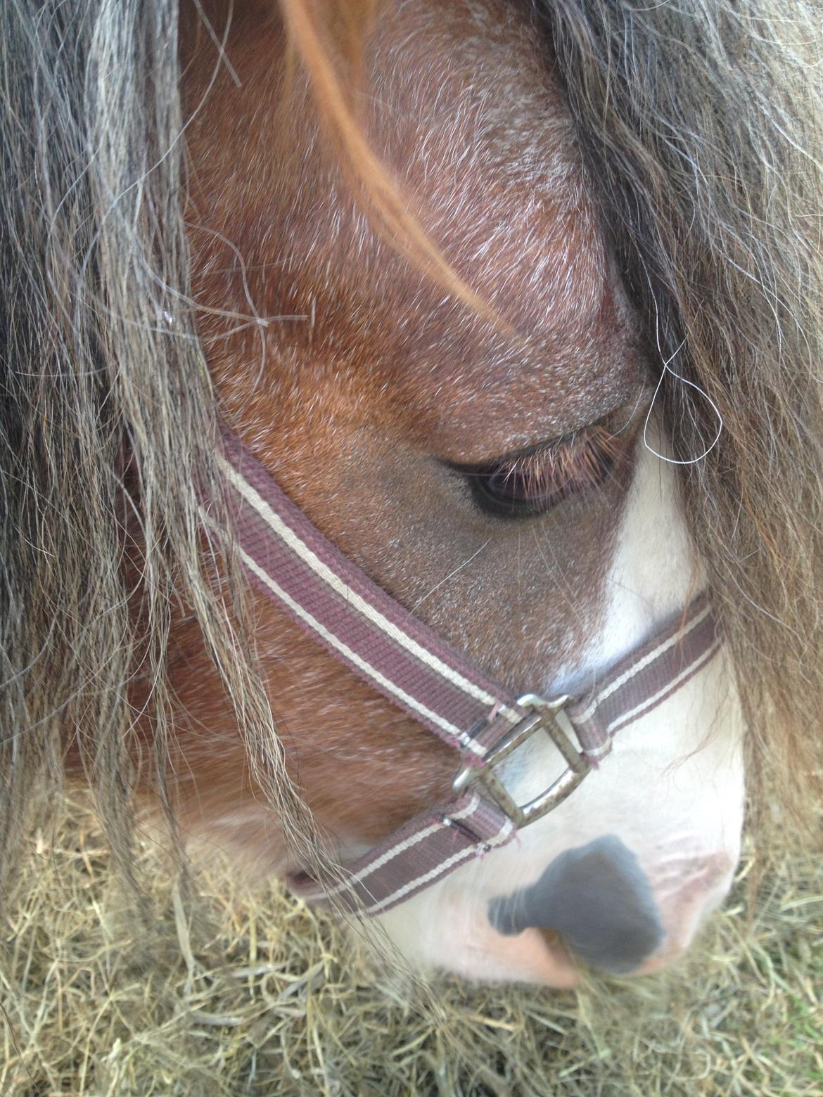 Irish Cob Tine's goldy billede 22