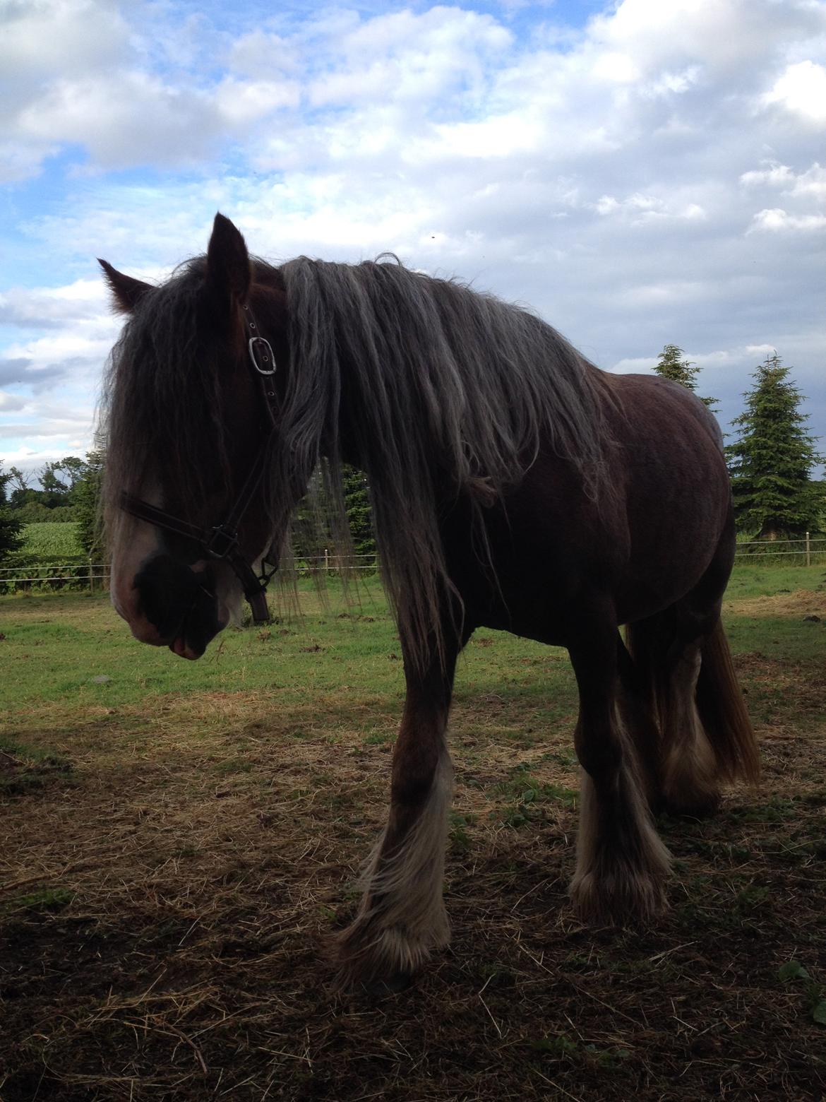 Irish Cob Tine's goldy billede 25