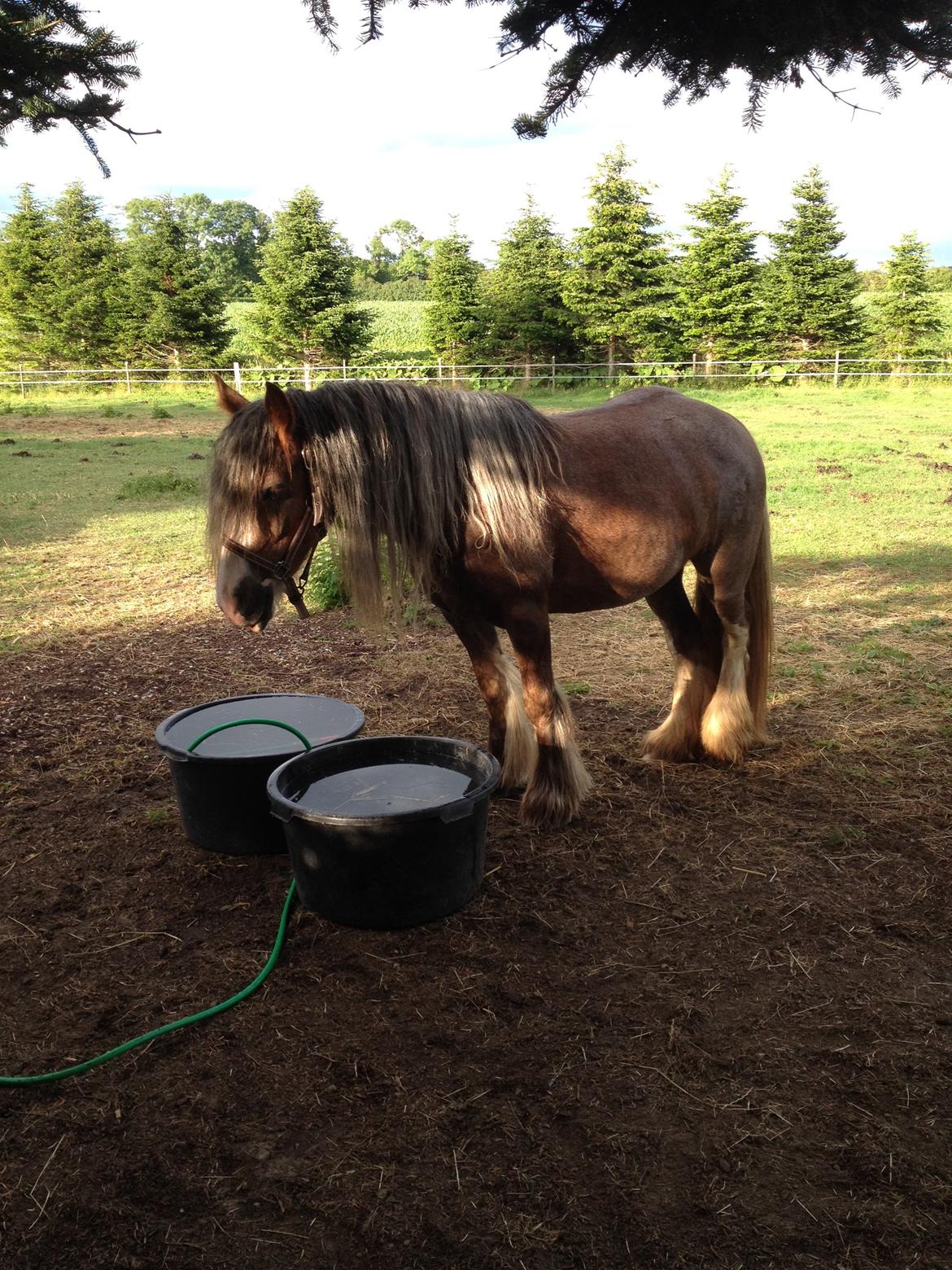 Irish Cob Tine's goldy billede 26