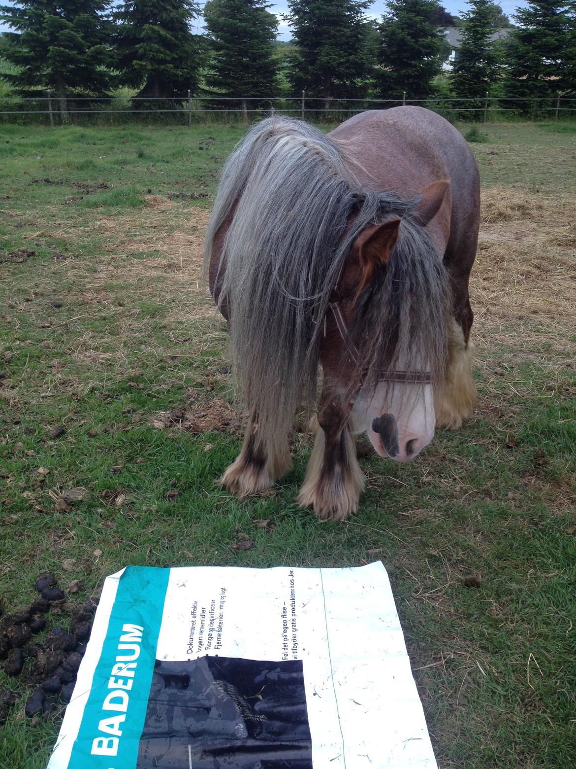 Irish Cob Tine's goldy billede 27