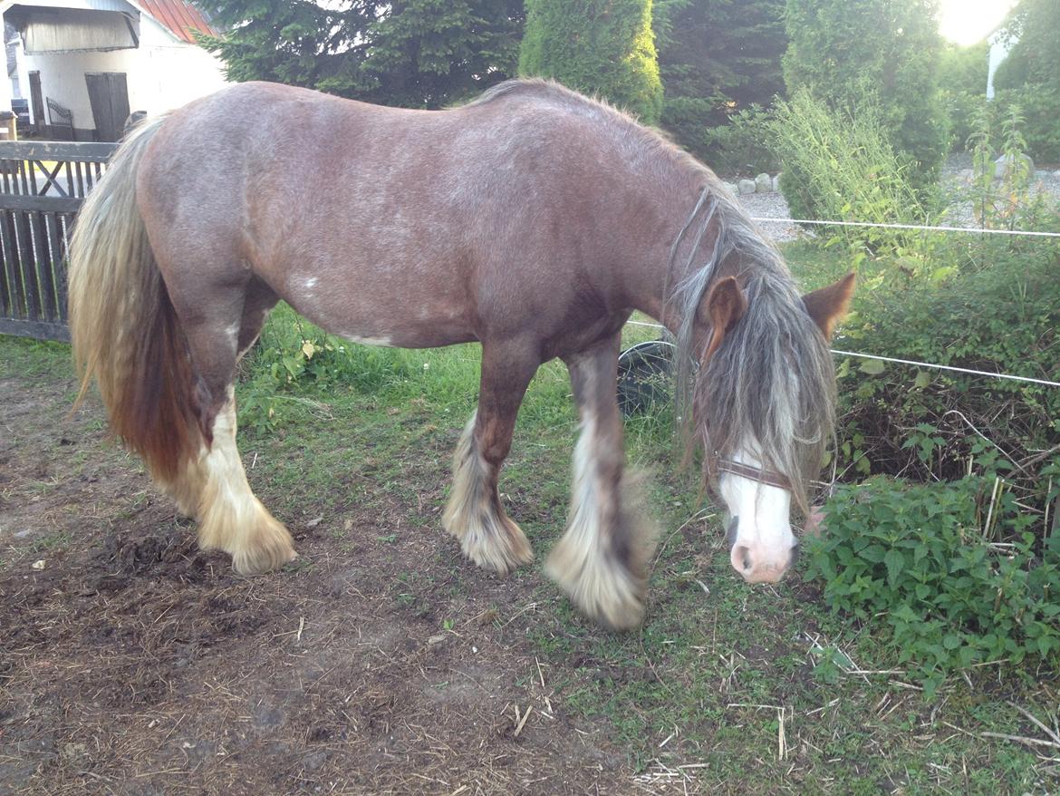 Irish Cob Tine's goldy billede 28