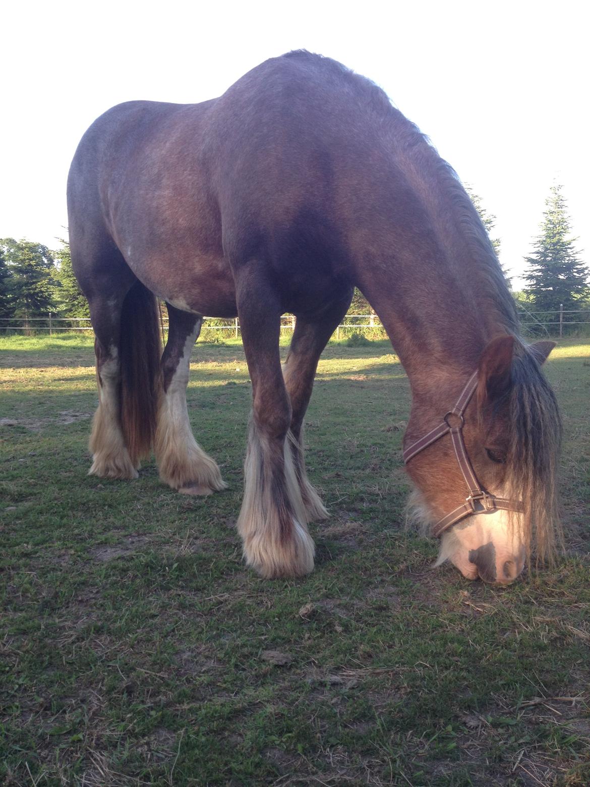 Irish Cob Tine's goldy billede 30