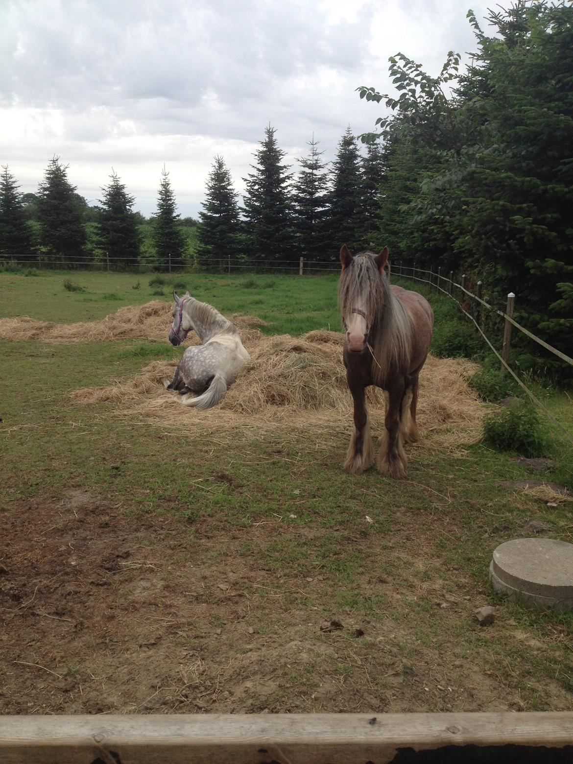 Irish Cob Tine's goldy billede 31