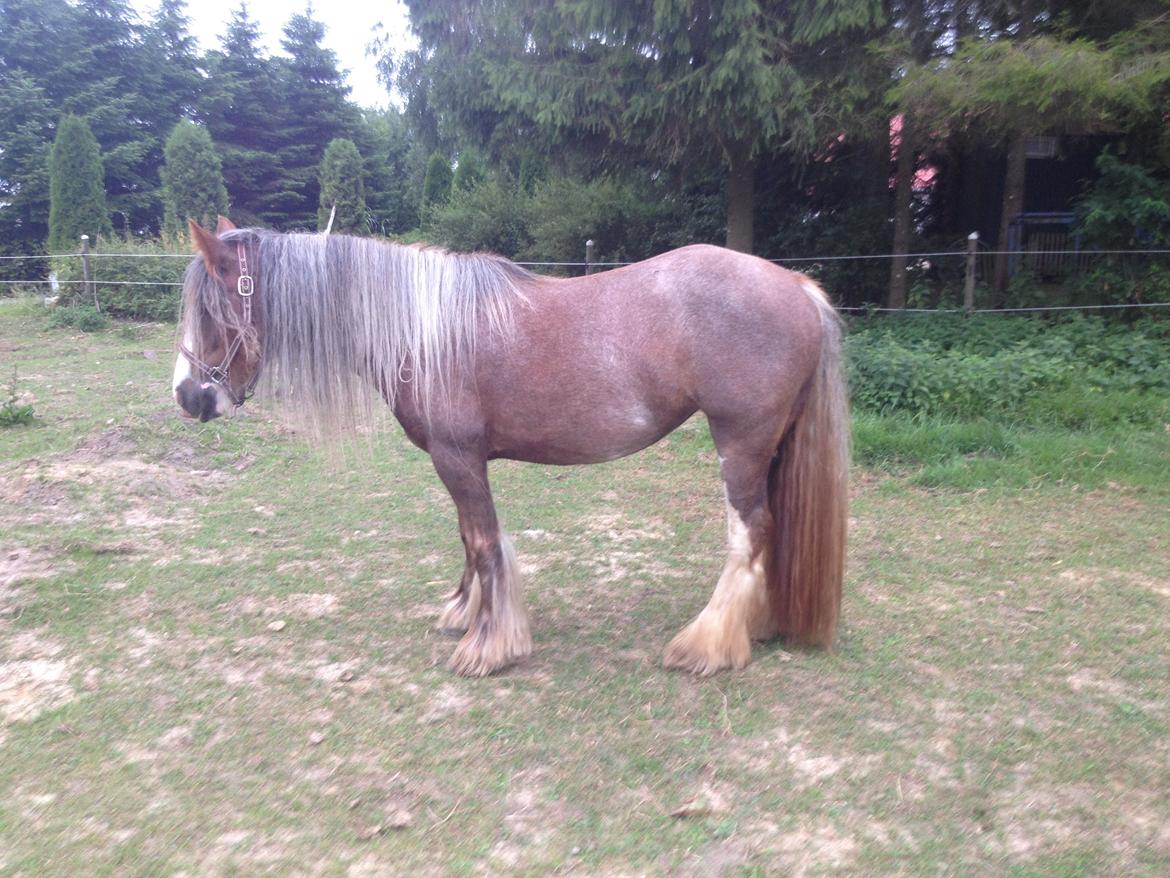 Irish Cob Tine's goldy billede 32