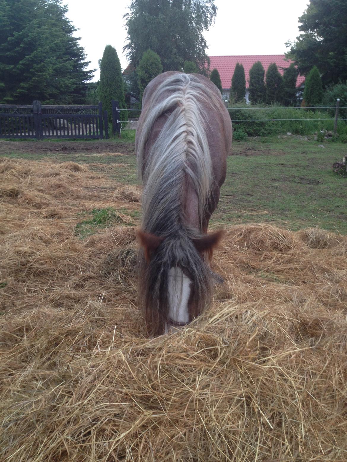 Irish Cob Tine's goldy billede 33