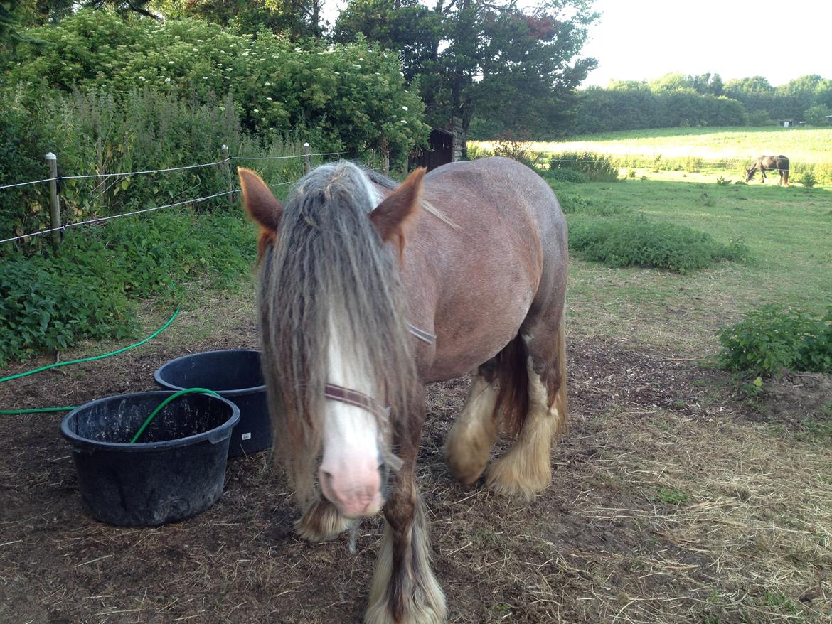 Irish Cob Tine's goldy billede 24