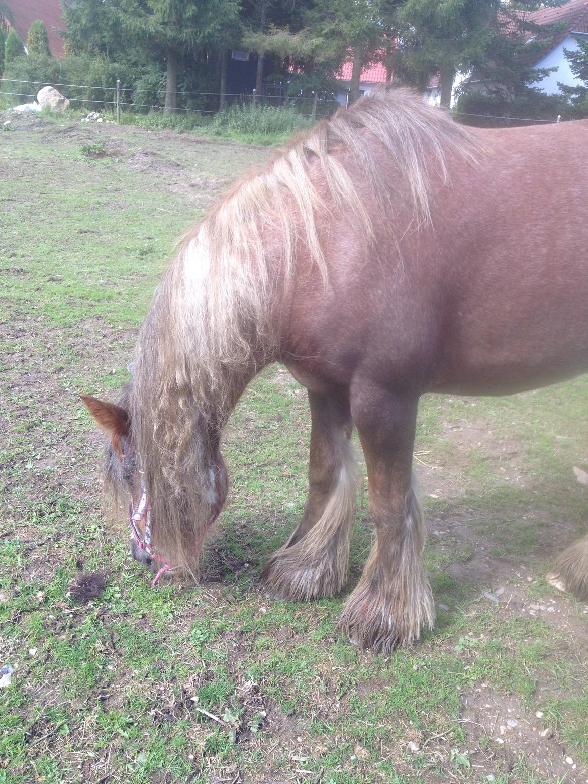 Irish Cob Tine's goldy billede 38