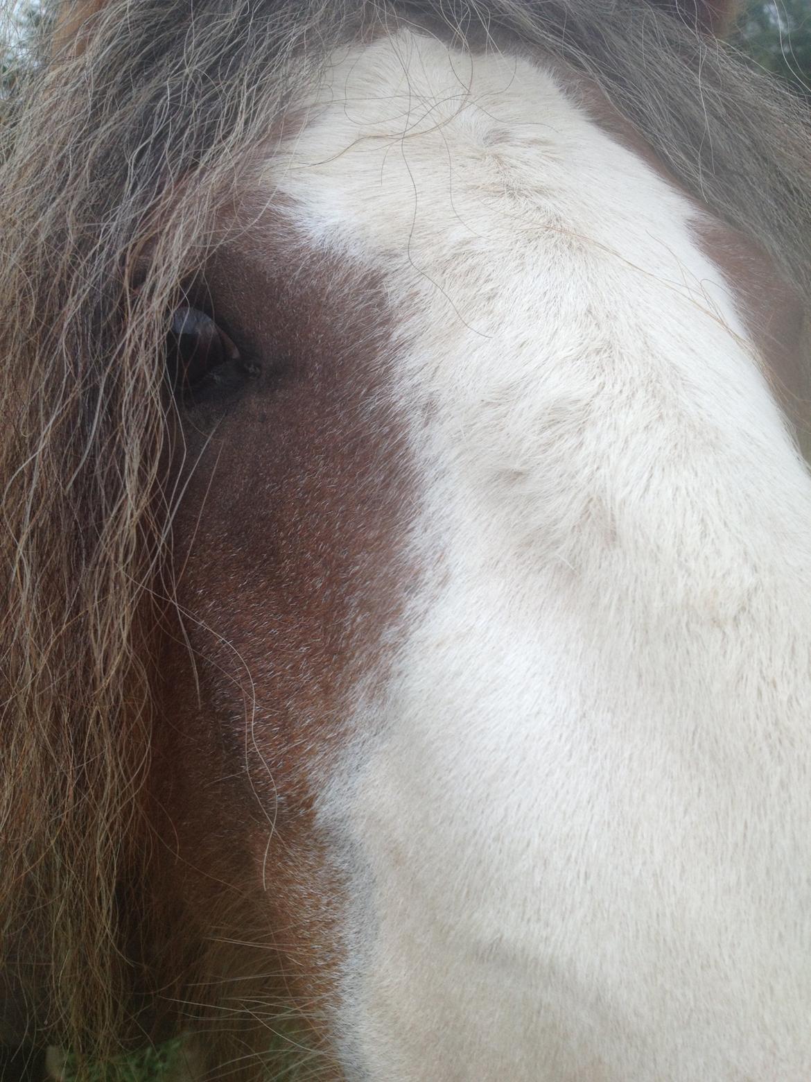 Irish Cob Tine's goldy billede 39