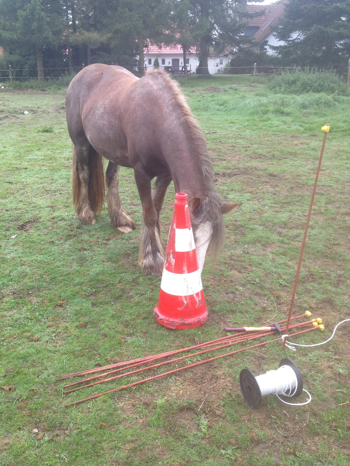 Irish Cob Tine's goldy billede 41