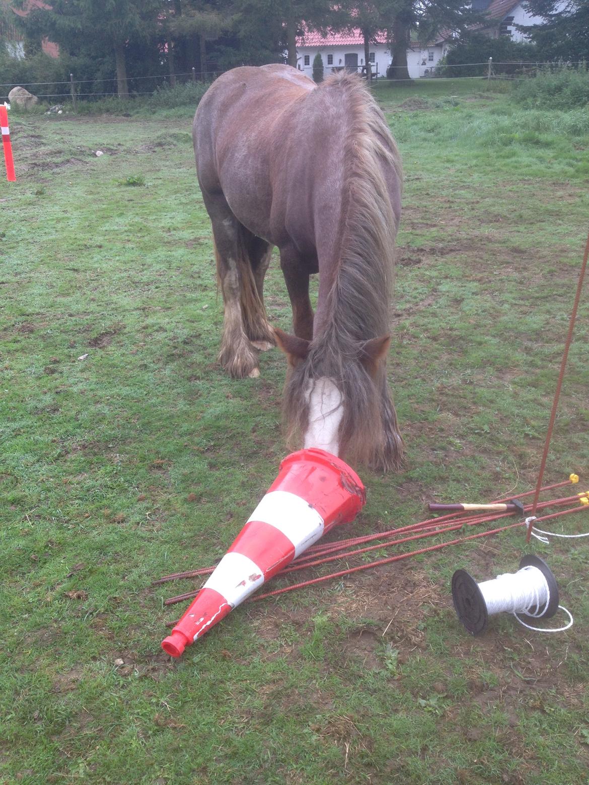 Irish Cob Tine's goldy billede 42