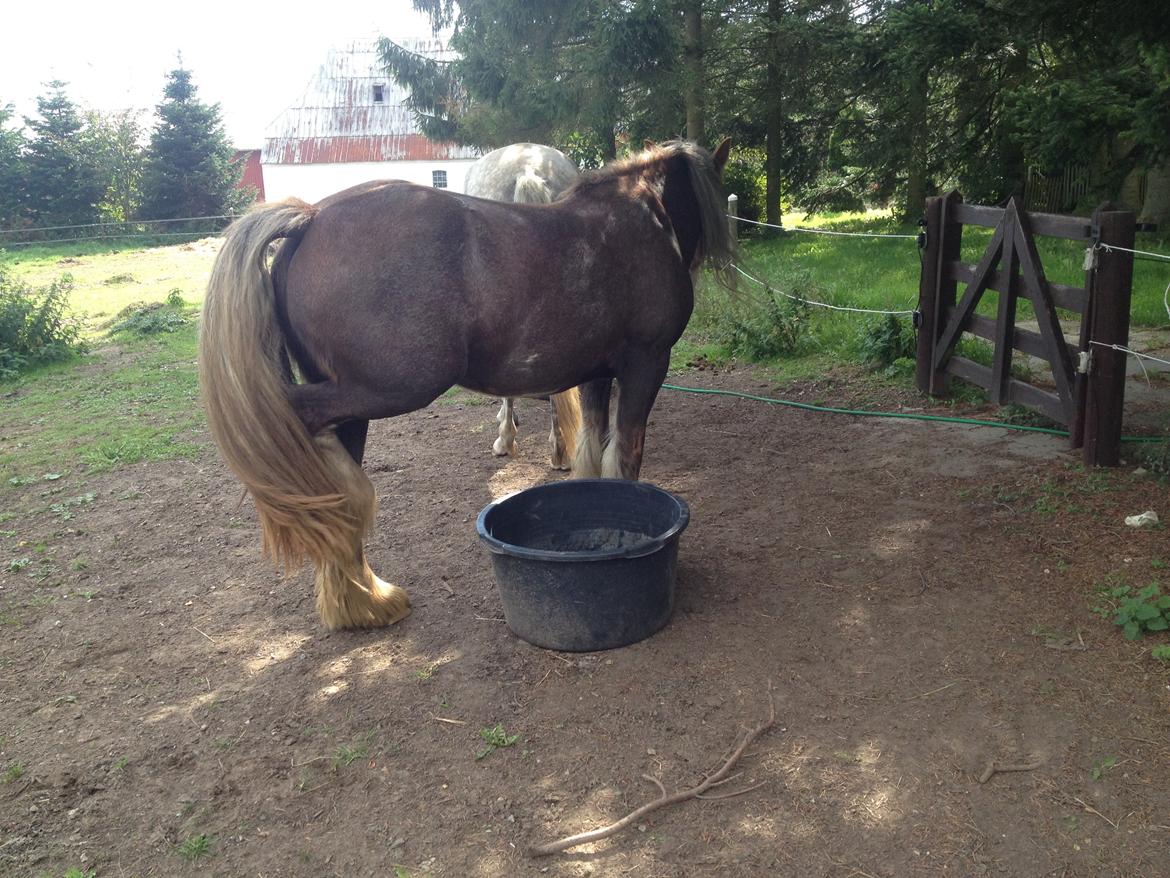 Irish Cob Tine's goldy billede 43