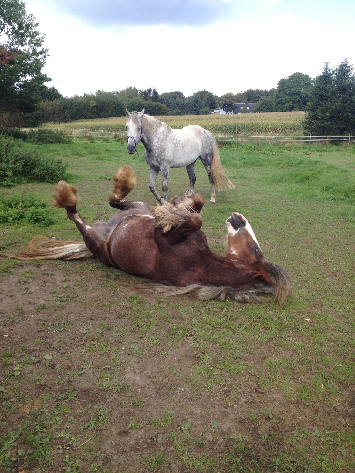 Irish Cob Tine's goldy billede 45