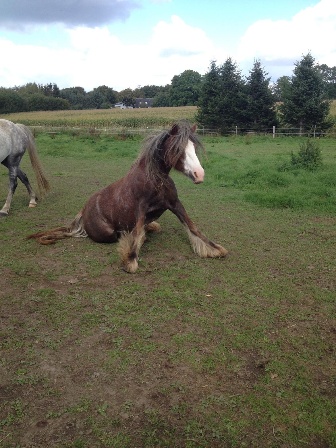 Irish Cob Tine's goldy billede 46