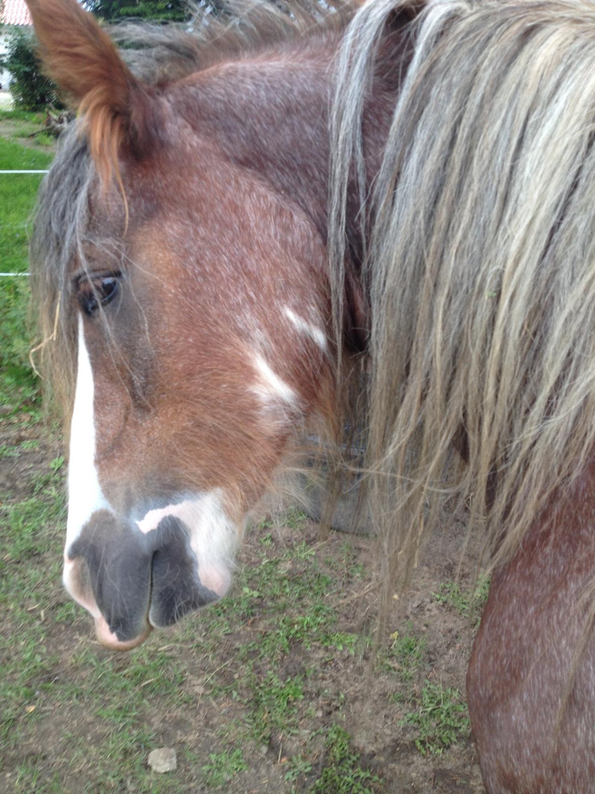 Irish Cob Tine's goldy billede 47