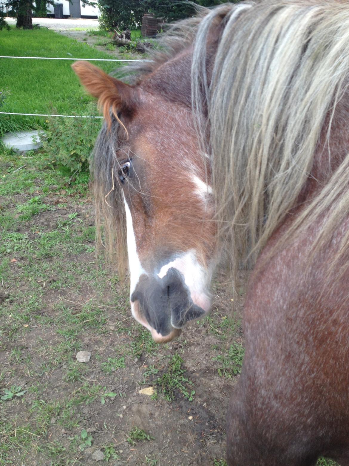 Irish Cob Tine's goldy billede 48