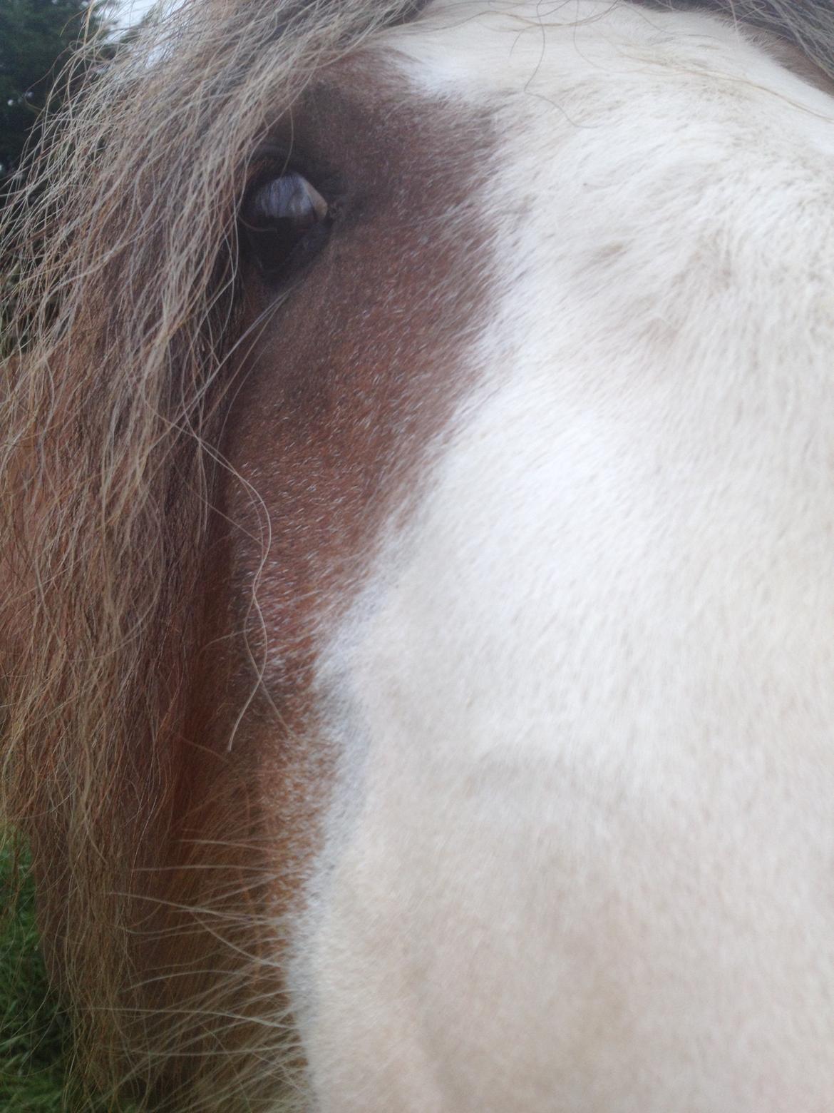 Irish Cob Tine's goldy billede 40