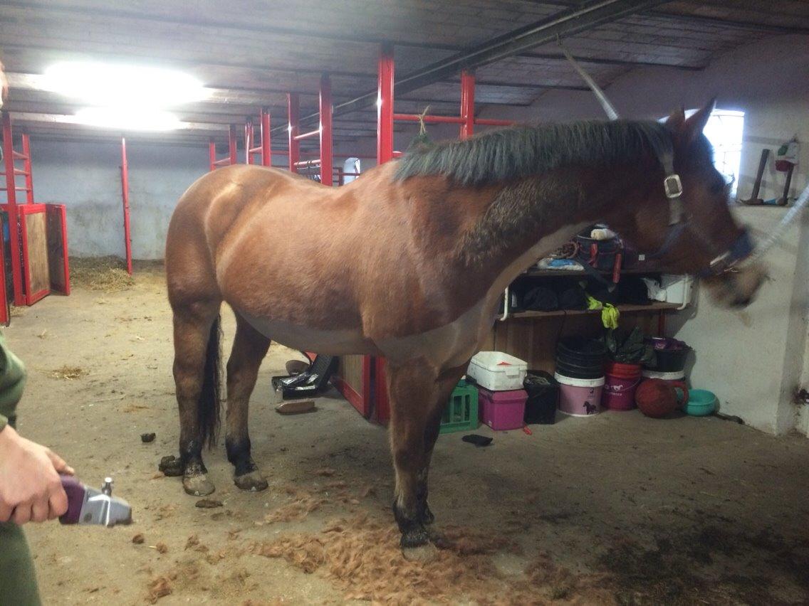 Anden særlig race Sebastian billede 15