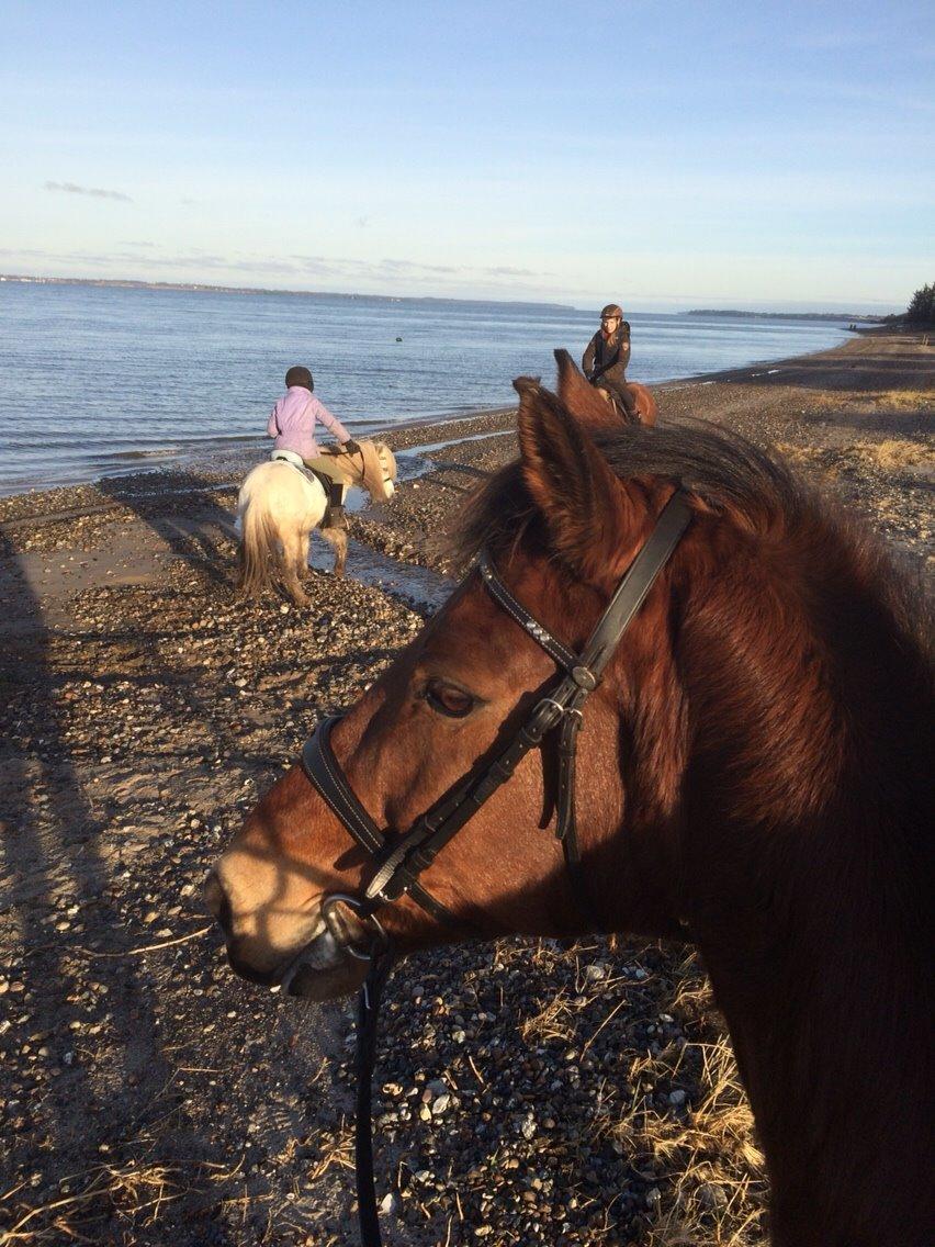 Anden særlig race Sebastian billede 16