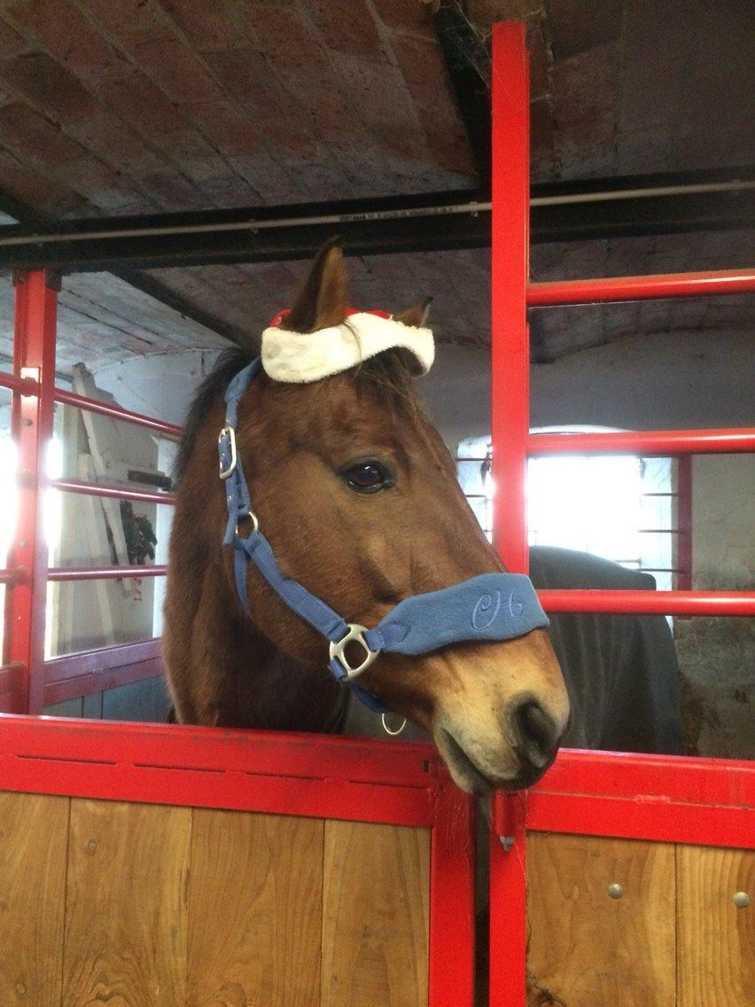 Anden særlig race Sebastian billede 18