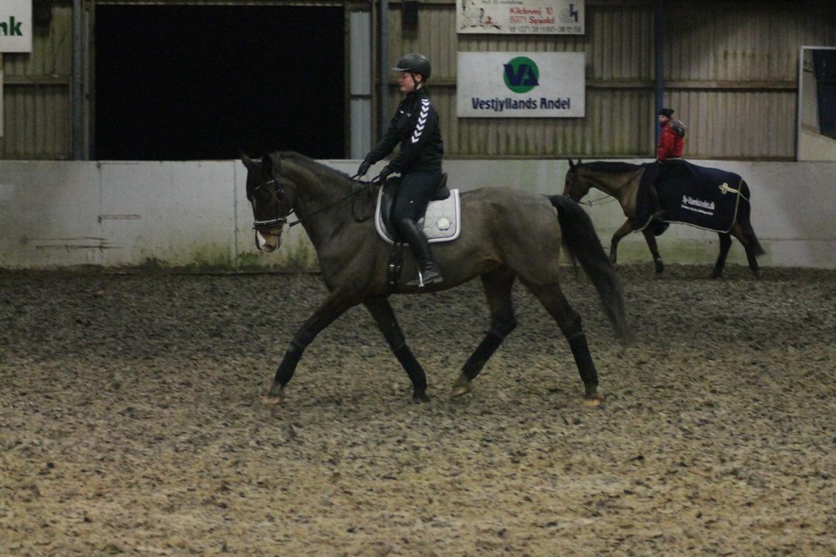 Holstener HOLTELAND BELLISSIMO billede 16