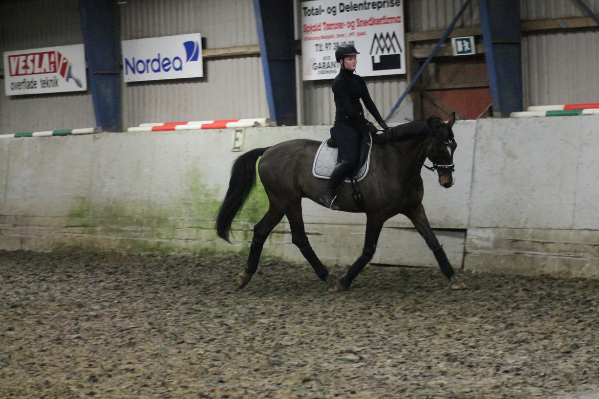 Holstener HOLTELAND BELLISSIMO billede 18