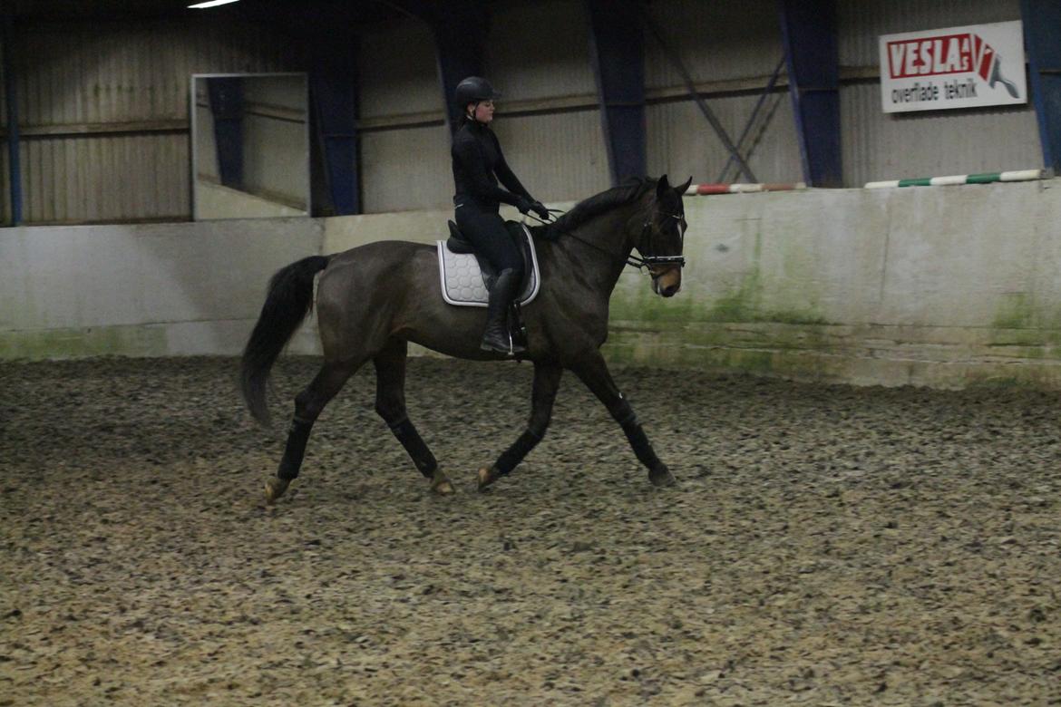 Holstener HOLTELAND BELLISSIMO billede 15