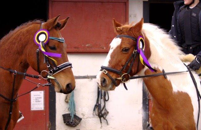 Pinto Araber Lotus Lana billede 20