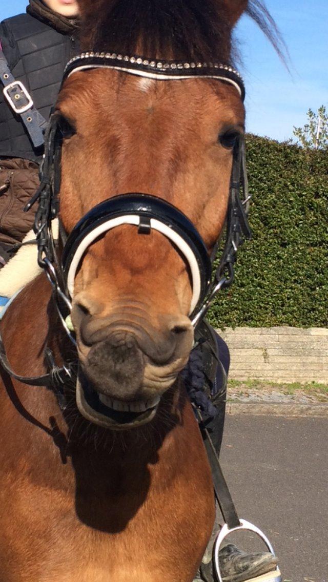 Pinto Araber Lotus Lana billede 14