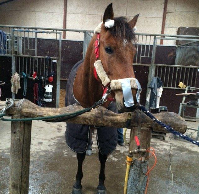 Pinto Araber Lotus Lana billede 19