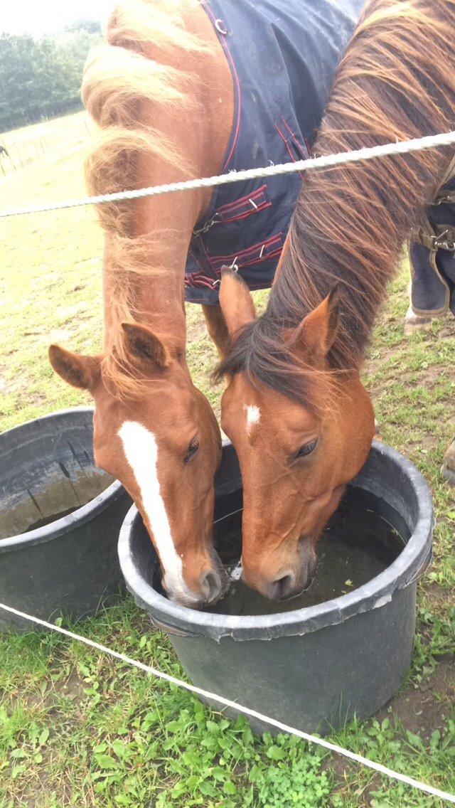 Pinto Araber Lotus Lana billede 15