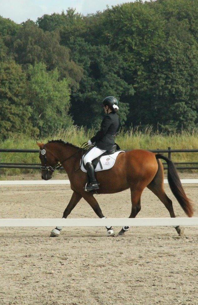 Pinto Araber Lotus Lana billede 18