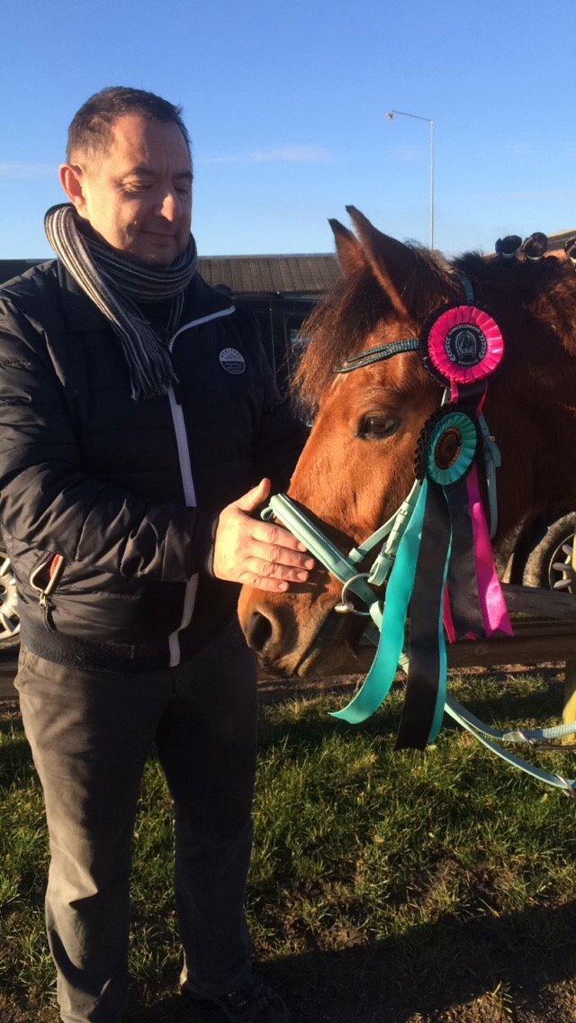 Pinto Araber Lotus Lana billede 16