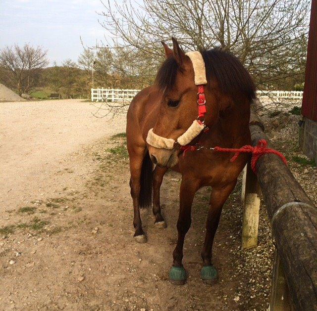 Pinto Araber Lotus Lana billede 17