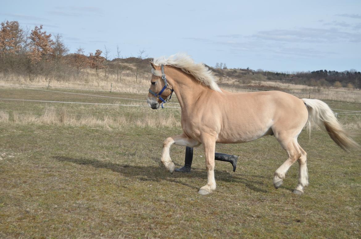 Anden særlig race Mikado billede 1